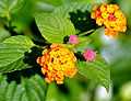 Lantana camara.jpg