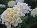 Lantana camara blanca.jpg