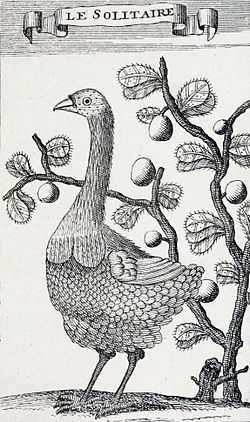 Engraving of a female Rodrigues Solitaire in front of a bush