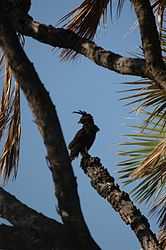 Long-crested eagle Shaba.jpg