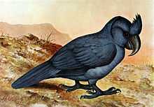 Painting of a blue Broad-billed Parrot