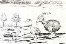 Sketch of a Broad-billed Parrot and two other birds on Mauritius