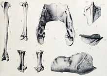 Subfossil Broad-billed Parrot bones