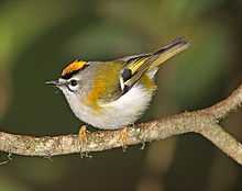 Mad-Firecrest-B.jpg