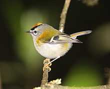 Madeiran-Firecrest1-B.jpg