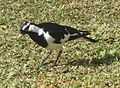 Magpie-lark IB.jpg