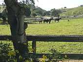 Three adult and two baby horses in a wood-fenced green field, country road and tall hills in the background