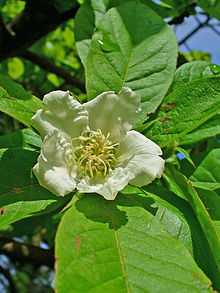 Flower with long persistent sepals