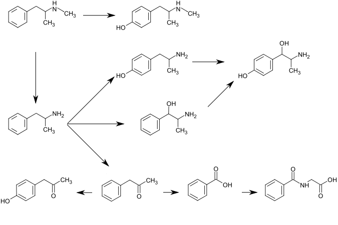 Graphic of several routes of methamphetamine metabolism