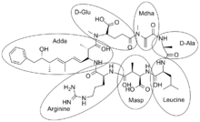 The chemical composition of microcystin-LR,made up of 7 amino acids.