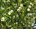 Mistletoe growing on a tree, showing white berries in medium close-up