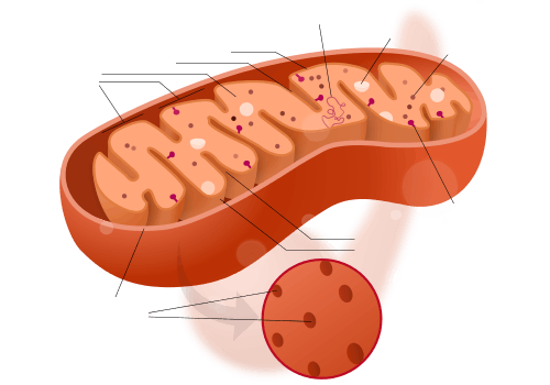 Mitochondrion structure