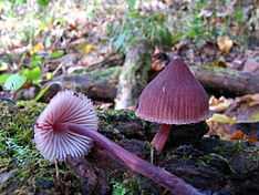 Two purplish-red mushrooms with bell-shaped caps; one mushroom is growing in rotting wood, the other has been pulled out and lies beside it.