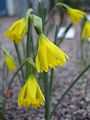 Narcissus astruliensis1a.UME.jpg