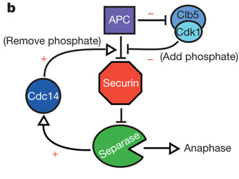 network diagram