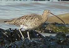 A Eurasian Curlew