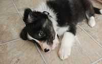 Seven-week old Border Collie