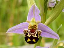 a light purple flower, with a bulging lower petal coloured black and yellow