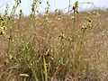 Ophrys sphegodes plants.jpg