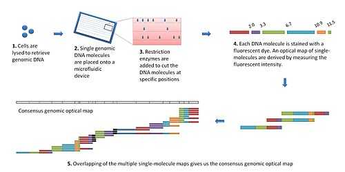 The optical mapping workflow.