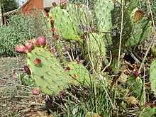 Coastal Prickly Pear.