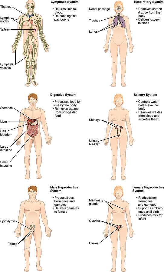 Organ Systems II.jpg