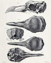 Skulls of a male and female Solitaire in several views