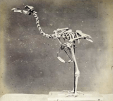 1870 photo of mounted Solitaire skeleton