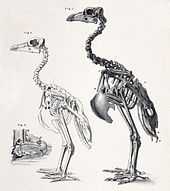 Illustration of the skeletons of a small female and large male Solitaire