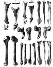 Illustration of an assemblage of Solitaire wing-bones