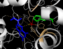 Active site model for PheOH.