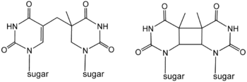 Photodimers