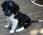 A A young Stabyhoun pup