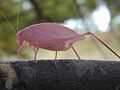 Pink katydid Ontario.jpg