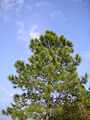 Pinus massoniana 2.jpg