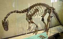  A mounted skeleton of Plateosaurus engelhardti in a glass case, seen from front left. The animal stands on two legs, its back is bent, its neck curves strongly downwards, and the tail drags, creating a drooping look