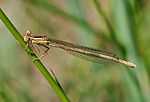 Yellow damselfly