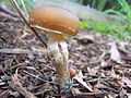 Psilocybe.subaeruginosa.0.jpg