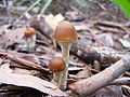 Psilocybe.subaeruginosa.4.jpg