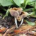 Psilocybe cyanescens Alan.jpg