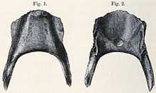 Subfossil Broad-billed Parrot mandible