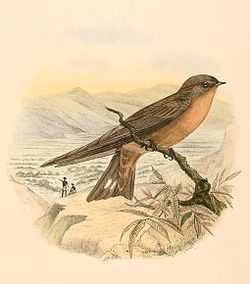 A square-tailed brown swallow