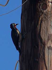 Puerto Rican Woodpecker.