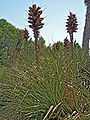 Puya chilensis-1.jpg