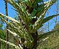 Puya chilensis 5.jpg