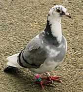 Grey and white pigeon