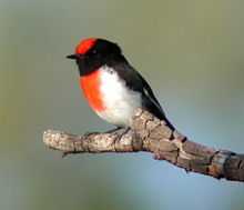 A small bird with black head and upperparts and a red cap and breast perched on a stick against a sky background