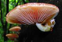 A side view of a light-pink mushroom cap growing on the side of a tree, revealing gills of different lengths. Small drops of yellow liquid are visible on the stem.