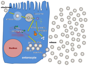 A cartoon illustrating how a single rotavirus particle infects a cell, replicates in the cytoplasm and produces many progeny particles, which burst out from the host cell.