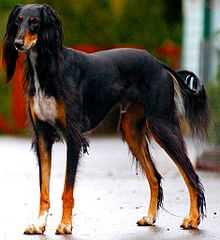 Saluki dog breed.jpg